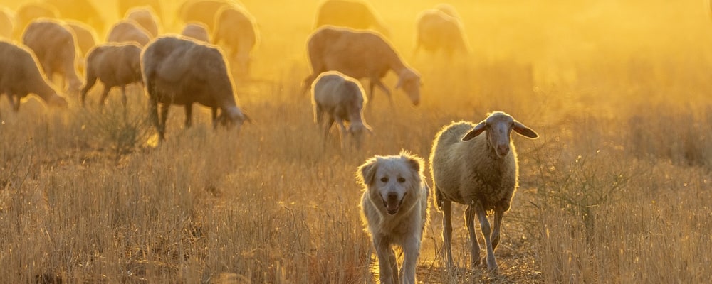 Rebaño de ovejas y perro