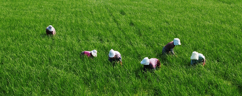 Mujeres trabajando en un arrozal